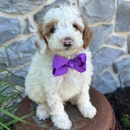 Gerald (Blue Bow) - Parti male Goldendoodle puppy in Germantown, Maryland from Honey Blossom Doodles