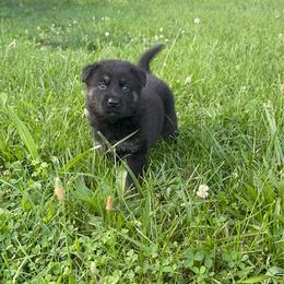 Zeus - Black and tan male German Shepherd puppy in Marshfield, Missouri from Benton K-9 Breeding