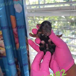 Boy2 - Black and tan male Yorkshire Terrier puppy in Virginia Beach, Virginia from KINGZ KENNEL