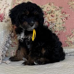 Abby - Tri-color female Cavapoo puppy in Beckley, West Virginia from Autumn Poodles/Doodles