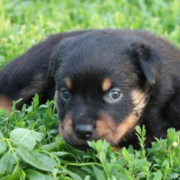 Rottweiler Puppies from Cross Creek Rottweilers