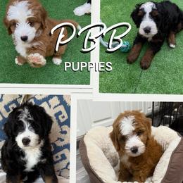 Bernedoodle puppies from Palmetto Bernedoodles Boutique