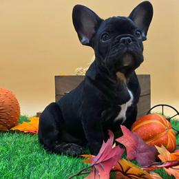 Lil Dicky - Brindle male French Bulldog puppy in Wisconsin from Shameless Bulldogs LLC