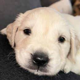 Golden Retrievers from Abbie Stecker
