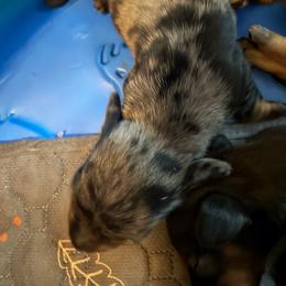 Silver - Dapple male Dachshund puppy in South Haven, Kansas from Keen's Dachshunds