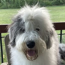 Old English Sheepdogs from Owasco Valley Sheepies