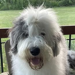 Old English Sheepdogs from Owasco Valley Sheepies