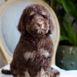 Fudge - Phantom male Bernedoodle puppy in Queen Creek, Arizona from Dulcito Doodles