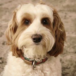 Zoey - Australian Labradoodle