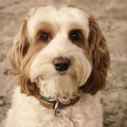 Zoey - Australian Labradoodle