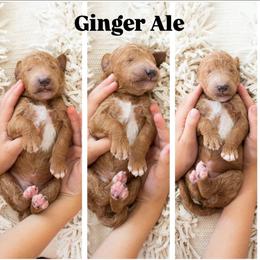 Ginger Ale - Red  male Poodle puppy in Mesa, Arizona from Desert Doodles