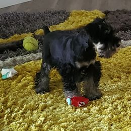 Miniature Schnauzer Puppies from Parsons’ Kennels