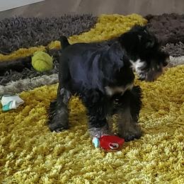 Miniature Schnauzer Puppies from Parsons’ Kennels