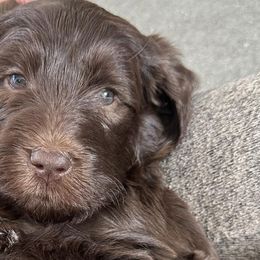 Goldendoodles from Thiem Doodles