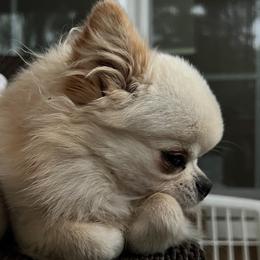Nitro - Chihuahua