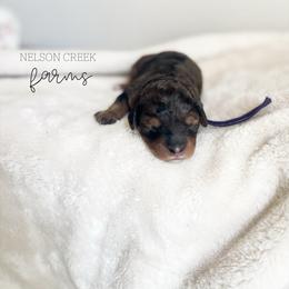 Brie - Phantom female Maltipoo puppy in Huntsville, Texas from Nelson Creek Farms