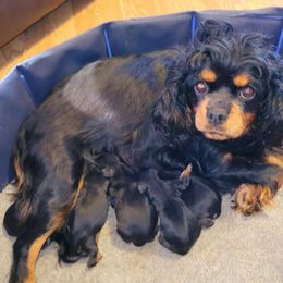 Birdie - Cavalier King Charles Spaniel