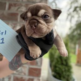Hersey kiss - Chocolate tri-color female Bulldog puppy in Marysville, Washington from English Bulldogs WA