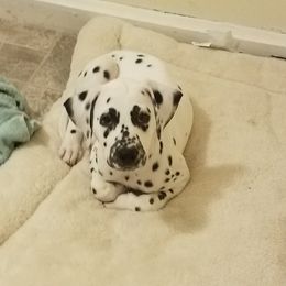 Dalmatian Puppies from Woofter Dalmatians