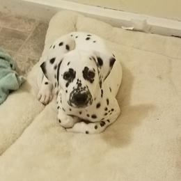 Dalmatian Puppies from Woofter Dalmatians