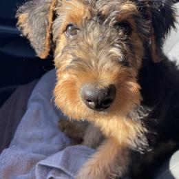 Boy 2 - male Airedale Terrier puppy in Anderson, California from Airedales of Myriad Ranch