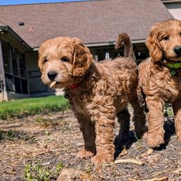 Double Doodle and Goldendoodle Puppies from Big Red Paw Doodles