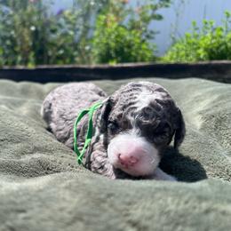 Honey - female Australian Mountain Doodle puppy in Sherrills Ford, North Carolina from Magnolia Grove Farms