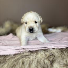 Maple - Yellow female Labrador Retriever puppy in Rocky Top, Tennessee from Rocky Top Retrievers