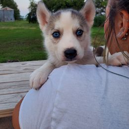 Siberian Husky Puppies from Haskins Huskies