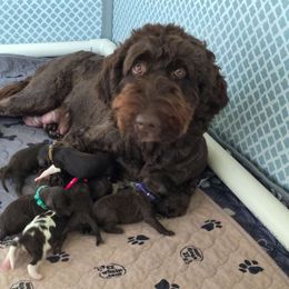 Hazel - Goldendoodle