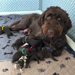 Hazel - Goldendoodle