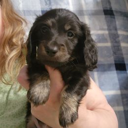 Dachshund Puppies from Queen City Dachshunds