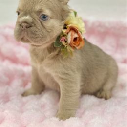 Honeybun - Fawn female French Bulldog puppy in Alexandria, Virginia from Boss Lady Kennel
