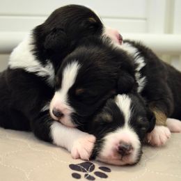 Australian Shepherd Puppies from Clay Ridge Australian Shepherds