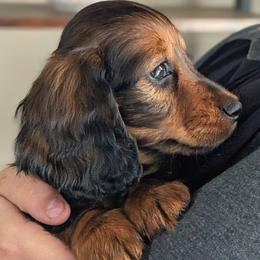 Leo - Red male Dachshund puppy in Danbury, New Hampshire from Maplewood Mountain Farm