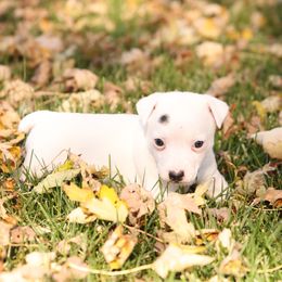 Nick - White male Jack Russell Terrier puppy in West Bend, Iowa from Blue Skies Terriers