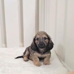 Dutch - Black and tan male Dachshund puppy in Nine Mile Falls, Washington from River Run Doxies