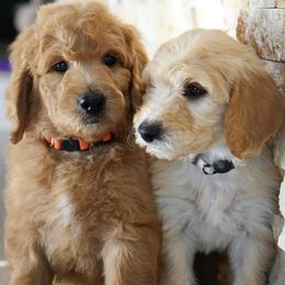 Goldendoodles from Doods & Doodettes