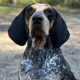 Nova - Bluetick Coonhound
