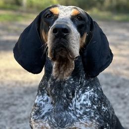 Nova - Bluetick Coonhound
