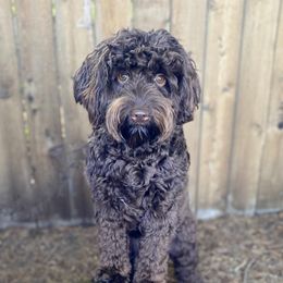 Tootsie - Australian Labradoodle