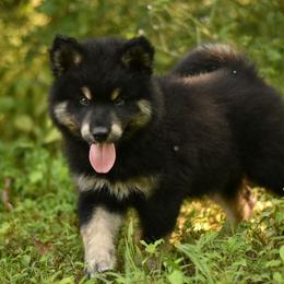 Dahlia - Black and white female Alaskan Malamute puppy in Kingston, Tennessee from North Shore Alaskan Malamutes