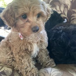 Poodle Puppies from Kindred Companions Toy Doodles