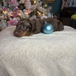 Hampton - Chocolate and tan male Dachshund puppy in Richwood, West Virginia from Wild and Wonderful Wieners