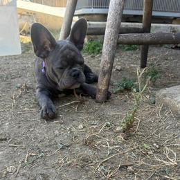 Purple - Blue female French Bulldog puppy in Kyle, Texas from Small Town Frenchies