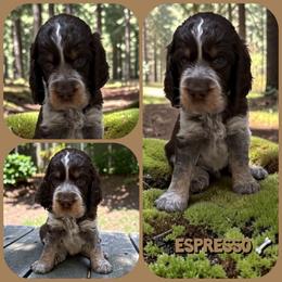 Espresso - Liver white and roan male English Springer Spaniel puppy in Billings, Montana from M&M Fuzzy Bottom Friends
