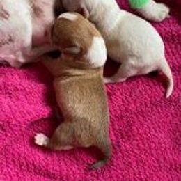 Chihuahua Puppies from Schroeder Chihuahuas
