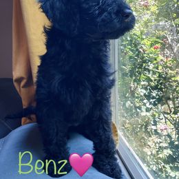 Aussiedoodle Puppies from Shawna Rosario