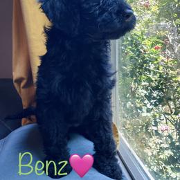 Aussiedoodle Puppies from Shawna Rosario