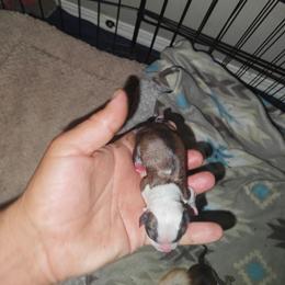 Sweet Dreamz - Chocolate and white male Chihuahua puppy in Gray, Louisiana from Chi Chi's Place LLC